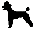 #67 Poodle 1958