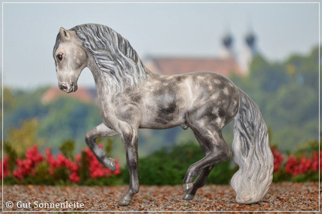 Cust aus dem Andalusian