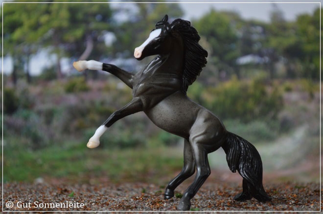 #5929 Andalusian Rearing - blue roan