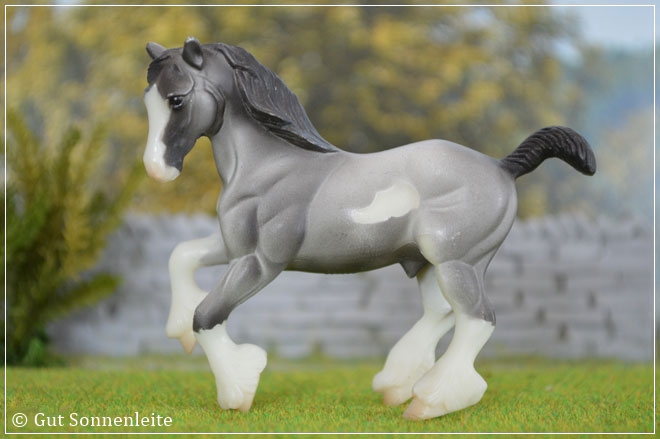 SR 1998 Clydesdale - blue roan